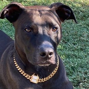 Meet your Posher, Randy